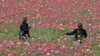 Production de pavot au plus haut en Afghanistan