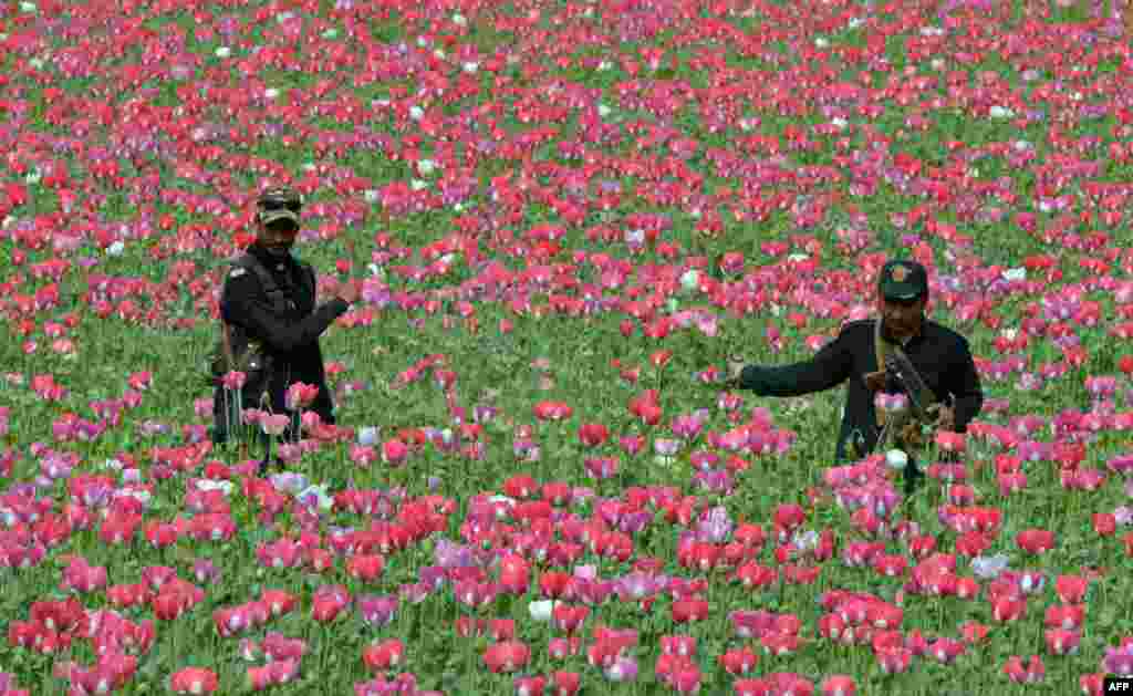 Pakistani Khasadaar Force personnel destroy poppy crops in the Prang Ghar area of tribal Mohmand Agency, about 100 kilometers from Peshawar.