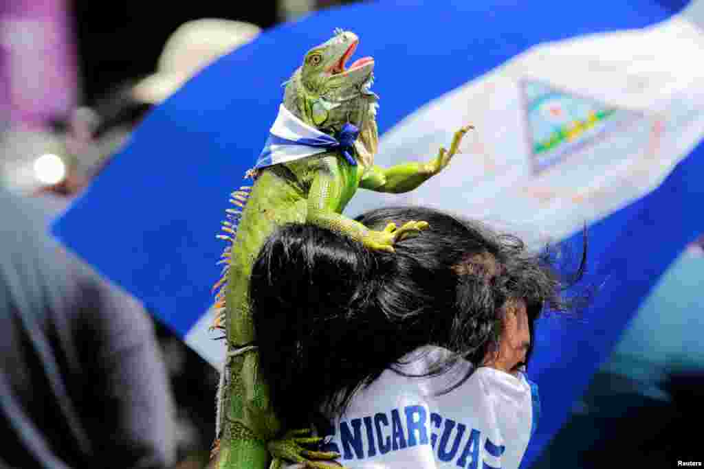 An anti-government protester carries an iguana on her head, as she takes part in a protest against Nicaraguan President Daniel Ortega&#39;s government in Managua, Sept. 15, 2018.