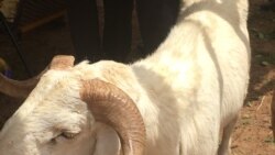 Mali: Mopti ke ka Saga Sougou, OBEM ni Uasaid ka fara Fitifure kan.