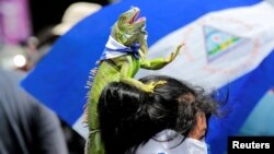 Una manifestante antigubernamental lleva una iguana en la cabeza durante una manifestación contra el gobierno del presidente de Nicaragua, Daniel Ortega, en Managua el 15 de septiembre de 2018.