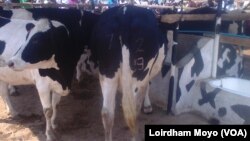 Makunike Dairy cattle in Manicaland