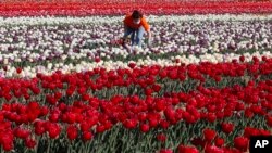 A woman gathers flowers in the &quot;Tulipani Italiani&quot; tulip field, in Arese, near Milan, Italy.