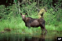 FILE - A moose wades in Superior National Forest near the Boundary Waters Canoe Area, Minn. Scientists blame warming climate for a drastic decline in the state's moose population.
