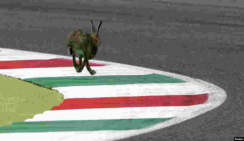 Seekor kelinci liar berlari di trek balap di babak penyisihan Grand Prix Italia di sirkuit Mugello, Italia, 30 Mei 2015.