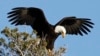 تغییرات جوی ۳۱۴ گونه پرنده را در آمریکای شمالی تهدید می‌کند