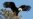 Climate Change Threatens 314 North American Bird Species