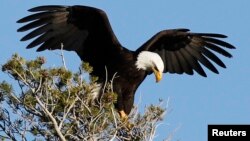 FILE - A bald eagle takes off in Mammoth Lakes, California.