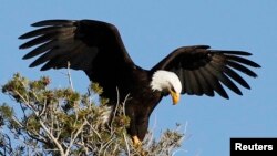 Un aigle à tête blanche, emblème national des États-Unis (Reuters)