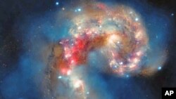 The Antennae galaxies, located about 62 million light years from Earth, are shown in this composite image from NASA's Great Observatories - the Chandra X-ray Observatory [blue], the Hubble Space Telescope [gold and brown]), and the Spitzer Space Telescope