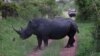 Việt Nam, Nam Phi ký kế hoạch hành động chống săn tê giác