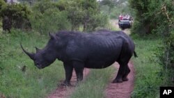 Tê giác trong Công viên Quốc gia ở Nam Phi