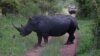 南非保育人士將犀牛角灌毒以拯救犀牛