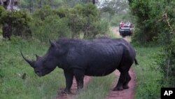 Seekor badak di taman nasional Kruger, Afrika Selatan (foto: dok). Badak menjadi sasaran pemburu gelap yang ingin mengambil culanya. 