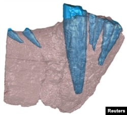 A handout image of a CT scan of the front half of a lower jawbone of a saber-toothed mammal-like beast that prowled Tanzania 255 million years ago. Bone is shown in red and teeth are in blue. This is not the specimen in which the odontoma was found; it is included as a representative of what gorgonopsian jaws and teeth look like. (Courtesy Christian Sidor/Megan Whitney)