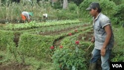 Petani di lahan pertanian mereka. Meski sering disebut dalam wacana politik para politisi, nasib petani masih dianggap banyak kalangan jauh dari sejahtera.