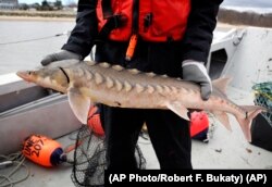 A researcher holds an endangered shortnose sturgeon caught in the Saco River in Biddeford, Maine. The fish was measured, tagged and released. Sturgeon were America’s vanishing dinosaurs, armor-plated water beasts.
