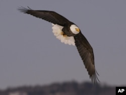 A bald eagle soars over a farm in Sheffield Mills, N.S. on Sunday, Jan. 30, 2005. (AP Photo/Andrew Vaughan)