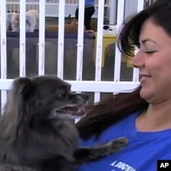 At “A Dog’s Day Out” in Alexandria, Virginia, people bring in their dogs to stay either for the day or overnight.