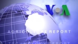 Anh ngữ đặc biệt: Syria Economy (VOA)