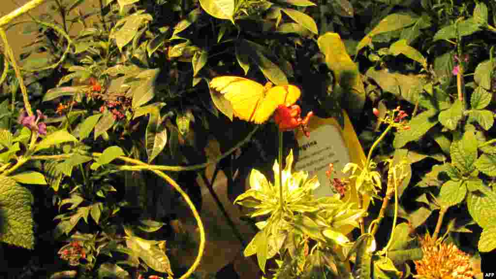 Amerikan Doğa Tarihi Müzesi: Kelebekler