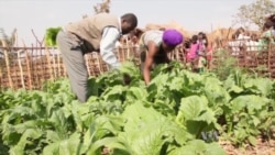 Malawi Plants Home Gardens to Fight Food Insecurity