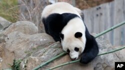 Bao Bao, the beloved 3-year-old panda at the National Zoo in Washington, enjoys a final morning in her bamboo-filled habitat before her one-way flight to China to join a panda breeding program, Feb. 21, 2017. 