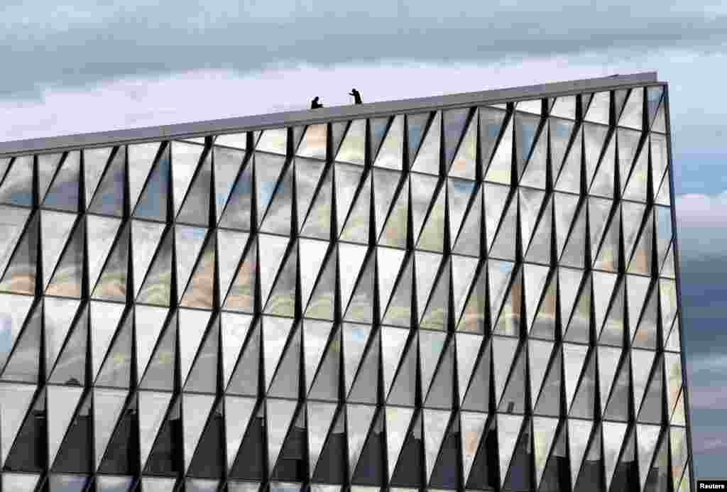 Staff members work on the roof of the building owned by Japan Tobacco International, in Geneva, Switzerland.