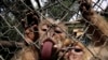 بھارت: درجنوں کتوں کو ہلاک کرنے کے الزام میں دو بندر 'گرفتار' 