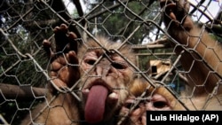 A couple of monkeys look from inside their cage at a rescue and rehabilitation center in Santiago, Chile, Saturday, Nov. 22, 2014. (AP Photo/Luis Hidalgo)