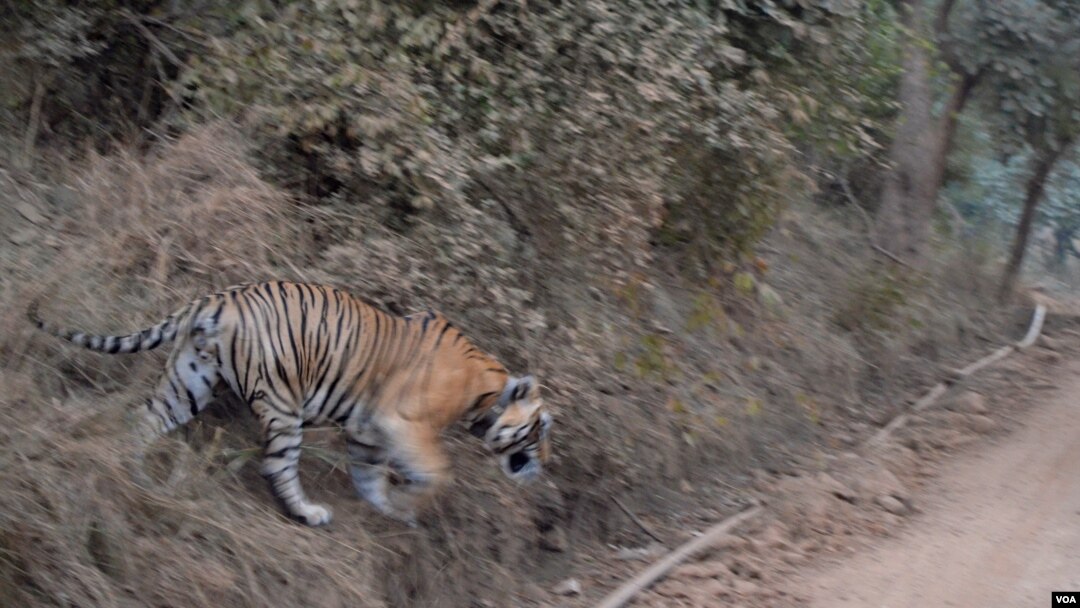 New Video: Saving the Last Tigers of Asia, News