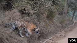 Nearly 50 years after spearheading an ambitious conservation project, the nearly 3,000 tigers that now roam India's forests show the cat has been saved from extinction, although conservationists warn that it still counts as an endangered species. (Anjana Pasricha/VOA)