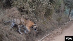 A tiger wanders in the Sariska Tiger Reserve in Rajasthan, India. (Anjana Pasricha/VOA)
