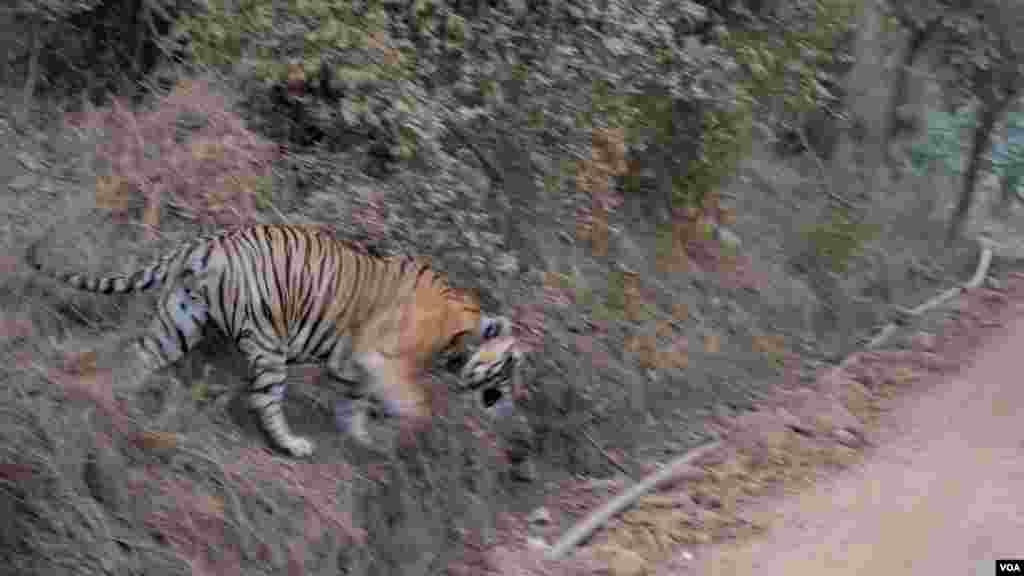 Tigers were reintroduced in the Sariska Tiger Reserve in Rajasthan India after the sanctuary lost all its tigers to poachers, (Anjana Pasricha/VOA).