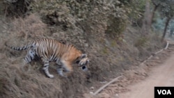 Tigers were reintroduced in the Sariska Tiger Reserve in Rajasthan India after the sanctuary lost all its tigers to poachers. (Anjana Pasricha/VOA).