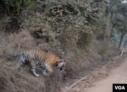 Tigers were reintroduced in the Sariska Tiger Reserve in Rajasthan India after the sanctuary lost all its tigers to poachers. (Anjana Pasricha/VOA).