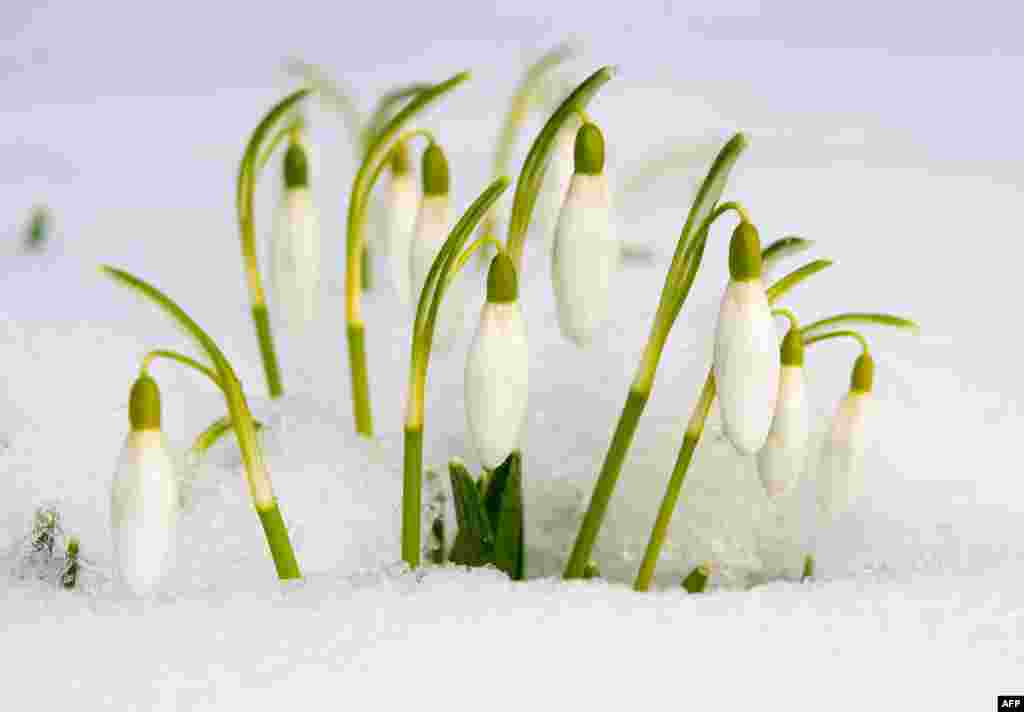 Some flowers poke through in a snow-covered meadow in Frankfurt an der Oder, eastern Germany.