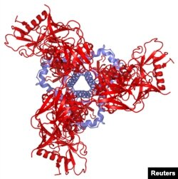 An artist illustration of a schematic depiction of the protein structure of the pre-fusion HIV spike as viewed from above shows the three gp41 molecules in blue and the three gp120 molecules in red, in this (NIAID) image released Oct. 8, 2014.