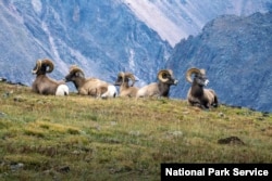 Bighorn sheep rams are among the wildlife that call Rocky Mountain National Park home.