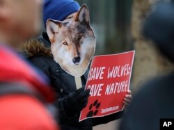 Darlene Baker, of Sammamish, Wash. holds a photo of a wolf as she takes part in a protest, March 7, 2019, at the Henry M. Jackson Federal Building in Seattle against a Trump administration proposal to lift protections for gray wolves across the Lower 48 states.