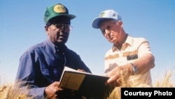 Sanjaya Rajaram, left, and Norman Borlaug work in Mexican wheat fields in this undated photo provided by the International Maize and Wheat Improvement Center (CIMMYT). 