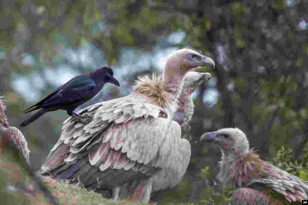 A crow sits on a Himalayan Griffon vulture, one of the largest birds of the Himalaya in Dharmsala, India.