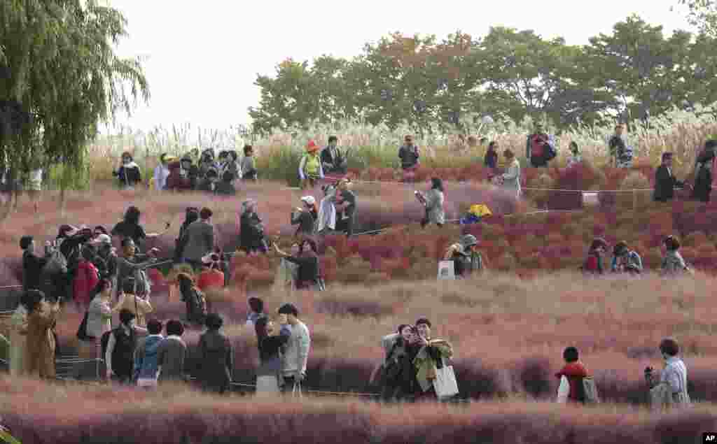 기존의 난지도 쓰레기 매립지 위에 세워진 친환경 생태공원인 한국 서울 하늘공원에서 시민들이 핑크뮬리를 구경하고 있다.