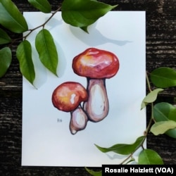 One of Rosalie Haizlett's paintings of mushrooms, done during her artist residency at Great Smokey Mountains National Park.