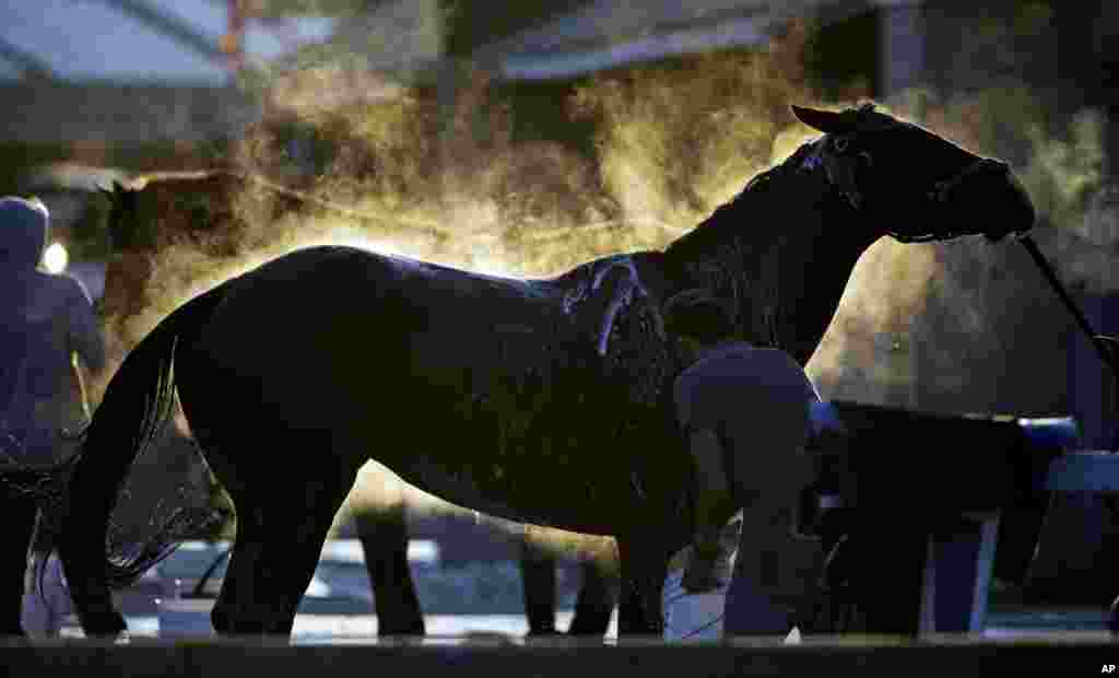 Kuda-kuda dimandikan setelah berlatih di pagi hari di Churchill Downs di Louisville, Kentucky.