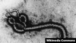 Ebola Virus