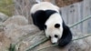 American Panda Cub Bao Bao Arrives in China