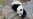 American Panda Cub Bao Bao Arrives in China