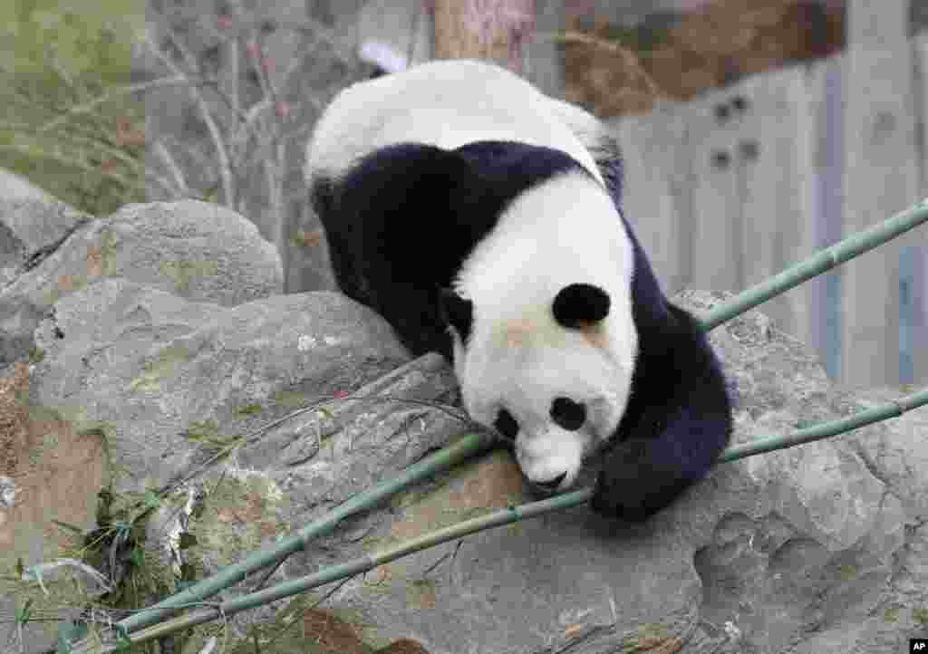 2017年2月21日，三歲的熊貓&ldquo;寶寶&rdquo;在華盛頓的美國國家動物園享受它在這裡的最後一個早晨。她似乎沒有離愁，不知道她即將告別故鄉，飛越太平洋，一去不返。動物園工作人員和遊客依依惜別，有人出言哽咽。 