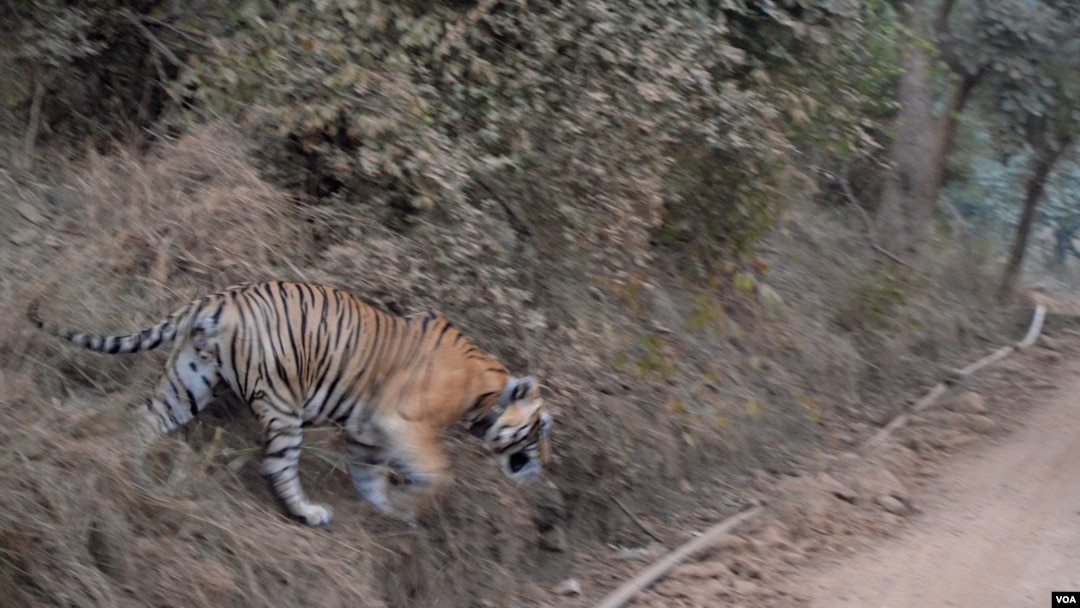 Nearly 50 years after spearheading an ambitious conservation project, the nearly 3,000 tigers that now roam India's forests show the cat has been saved from extinction, although conservationists warn that it still counts as an endangered species. (Anjana Pasricha/VOA)